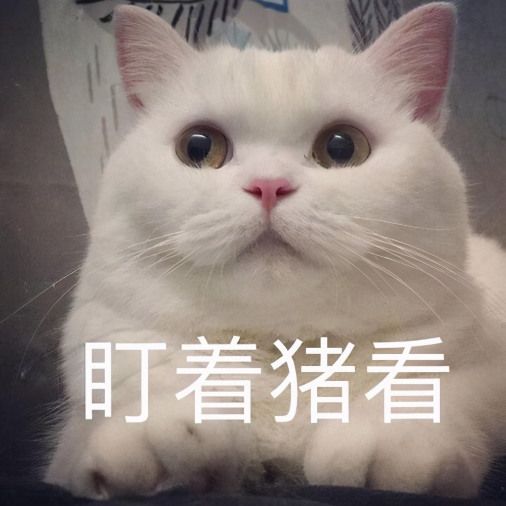猫咪上火吃什么降火最快,猫咪眼睛上火发炎怎么处理