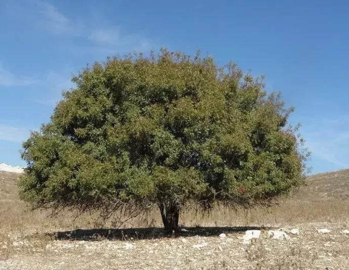 香材小论|犹得浓薰笃耨香