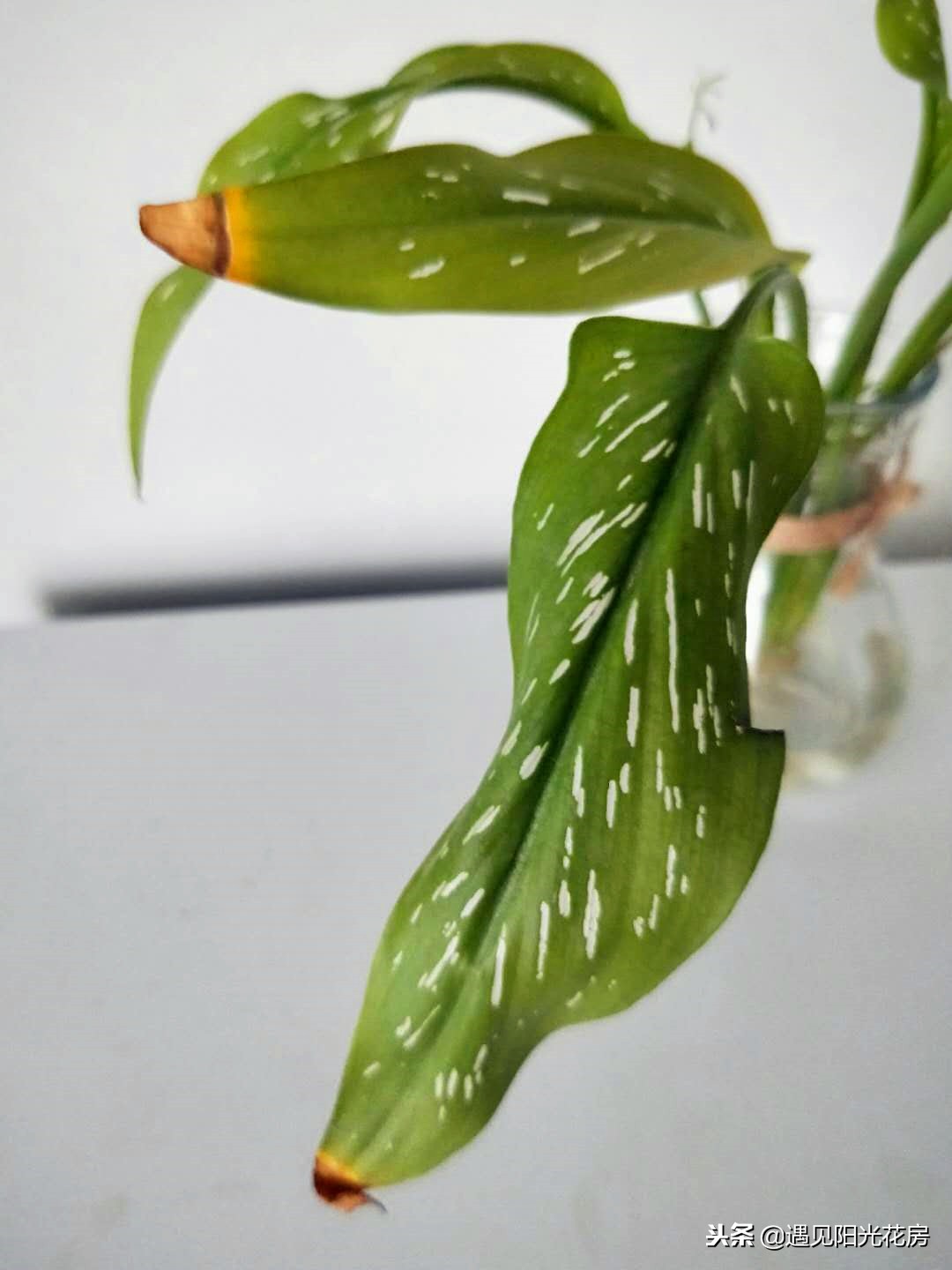 马蹄莲黄叶不开花是什么原因,马蹄莲黄叶放点什么维生素好