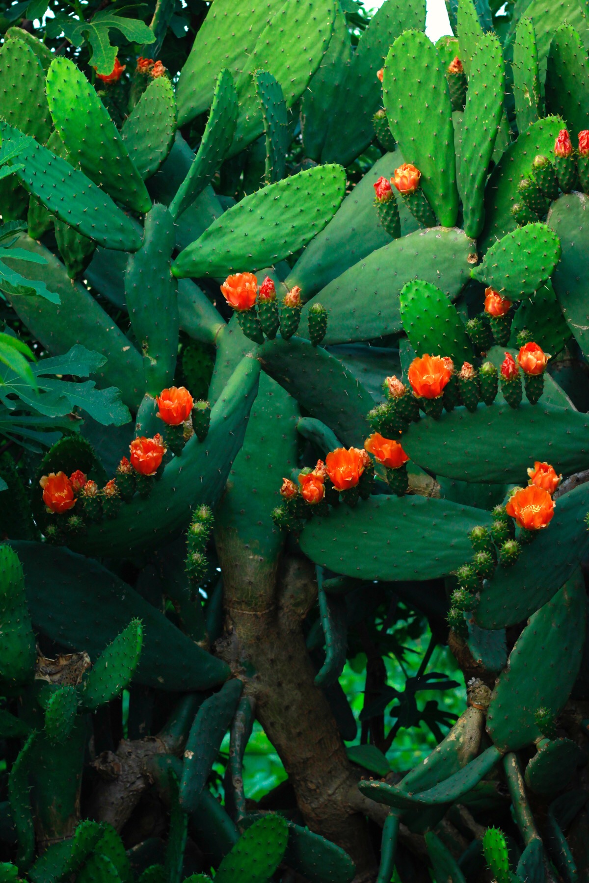 绿化带常见植物名称及图片,100种绿化带或路边常见的花草