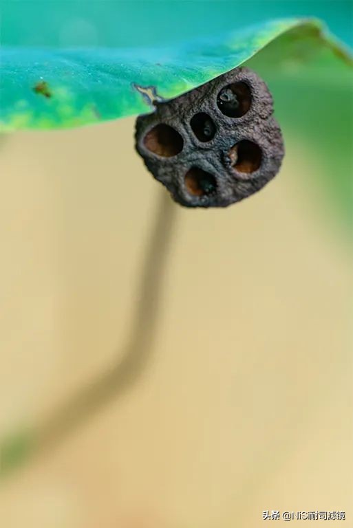 相机微距滑轨,微距镜头滑轨