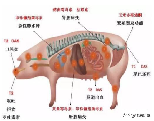霉菌毒素对猪的危害有多大,霉菌毒素是否能引起猪梭菌病