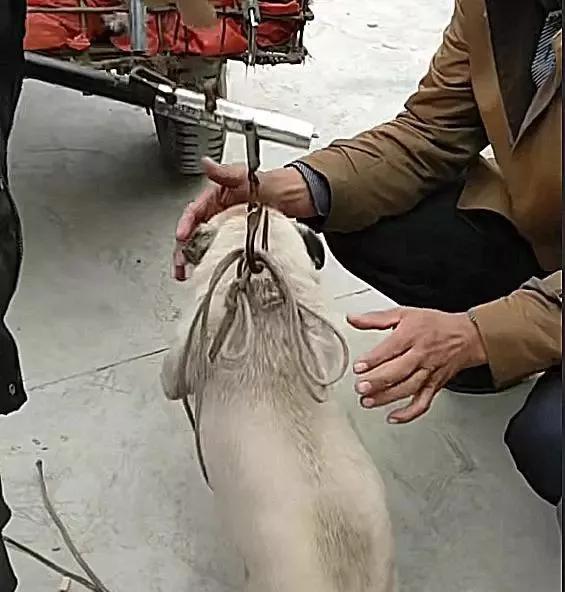 主人嫌小狗丑狠心把小狗扔掉,20多天的小土狗强行断奶还被卖掉