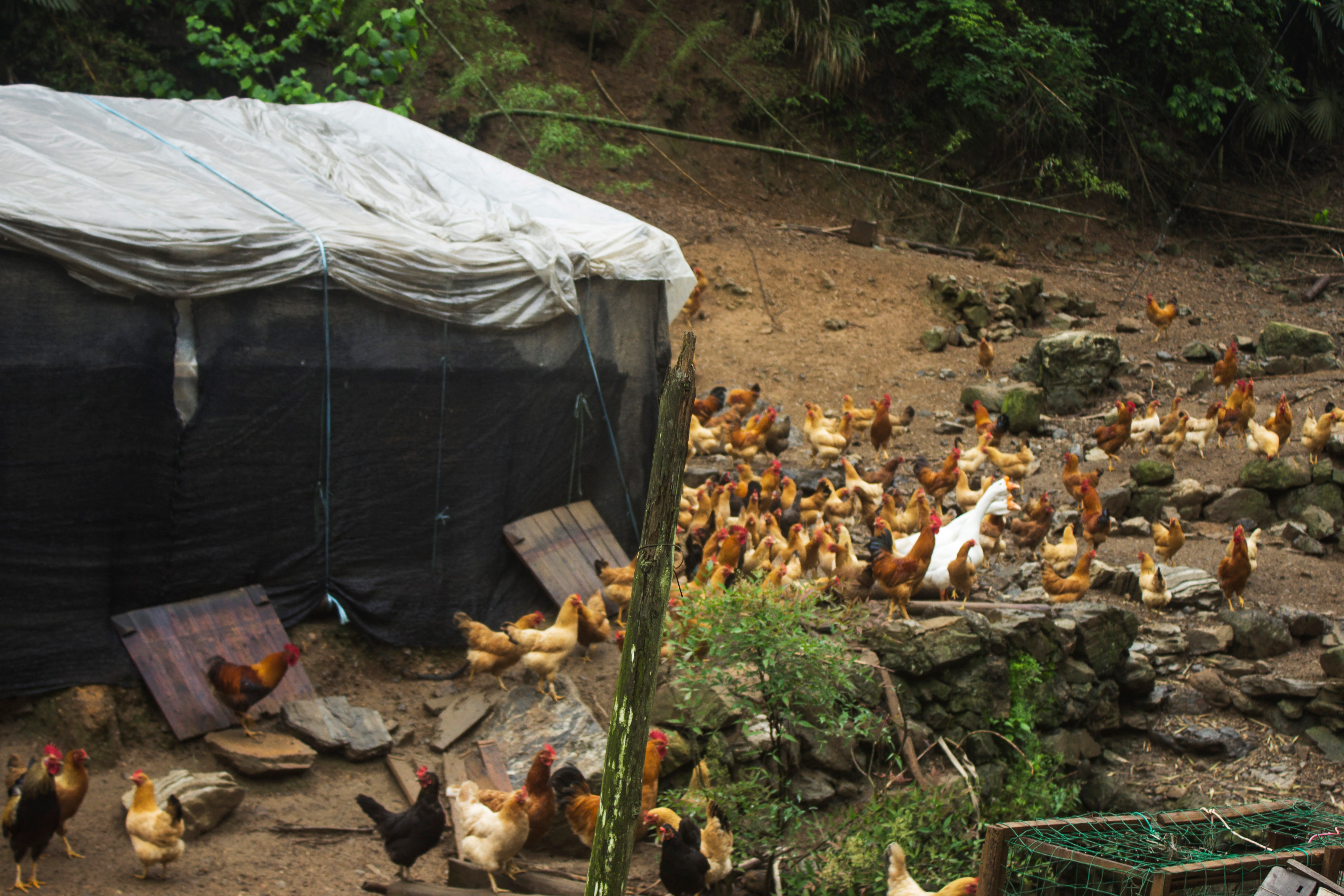 土鸡养殖技术一年挣多少钱,土鸡怎么养殖最赚钱