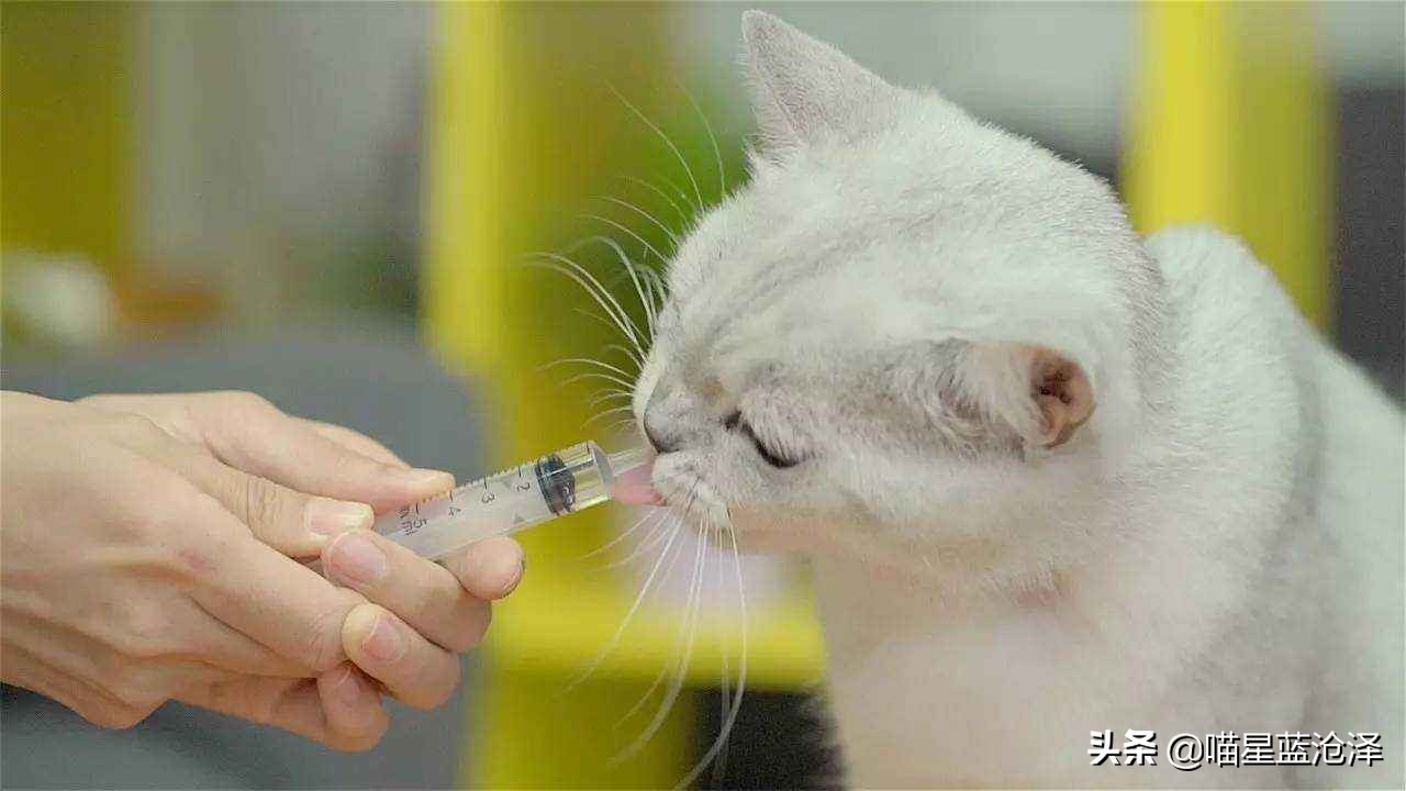 猫得肠胃炎的症状治疗需要多少钱,猫肠胃炎科普