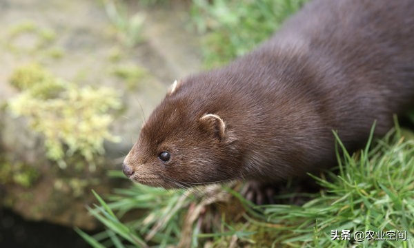 水貂养殖皮毛管理,养貂怎么样