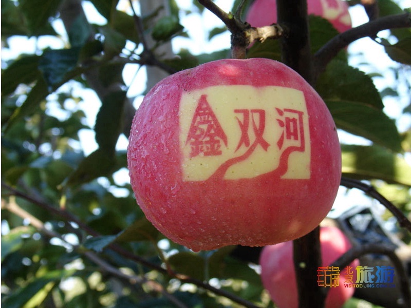 脆甜苹果新鲜水果,脆甜的苹果有什么品种