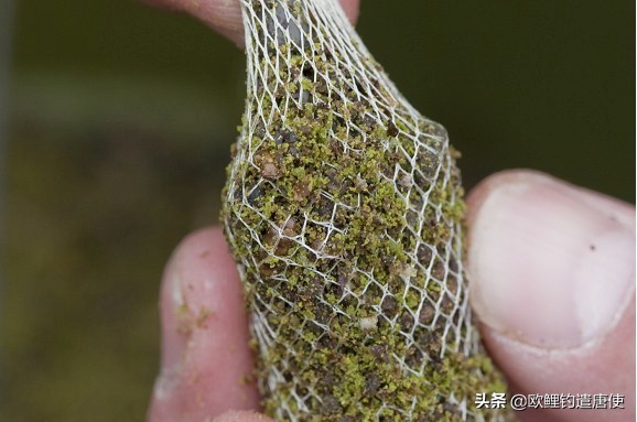 话说欧鲤钓组全集,欧鲤钓法pva