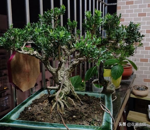 黄杨盆景的蚯蚓怎么消灭,黄杨盆景花盆里有很小的虫子