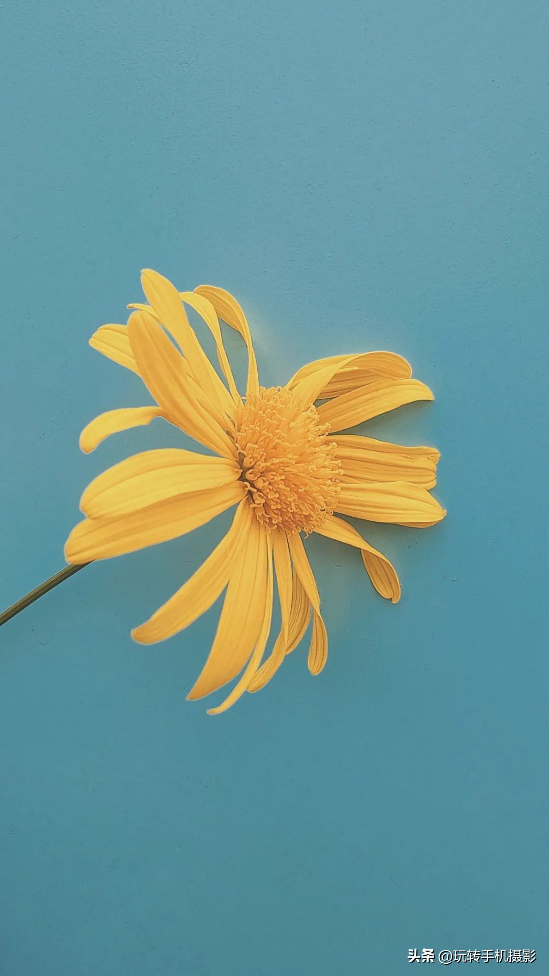 怎么拍花做壁纸,壁纸对花方法