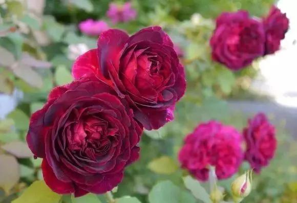 100种玫瑰图片大全,100种玫瑰鲜花你认识吗