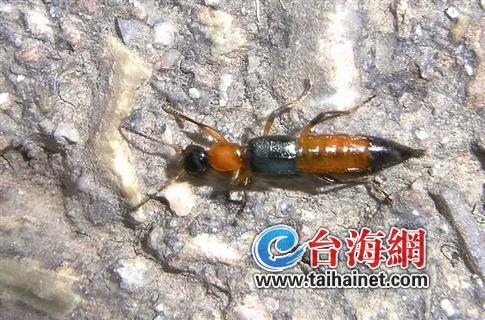 隐翅虫灼伤眼睛导致眼角流脓,石家庄男子被隐翅虫灼伤