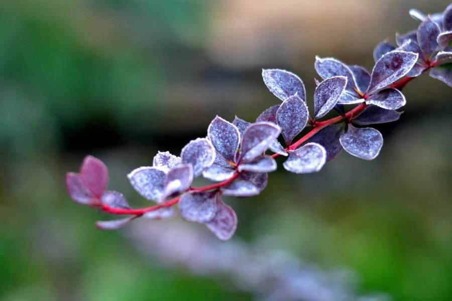 霜降诗词配图,霜降节气诗句及图片