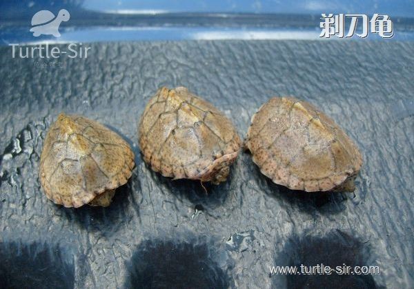 养窄桥蛋龟全过程,生态龟缸养窄桥蛋龟