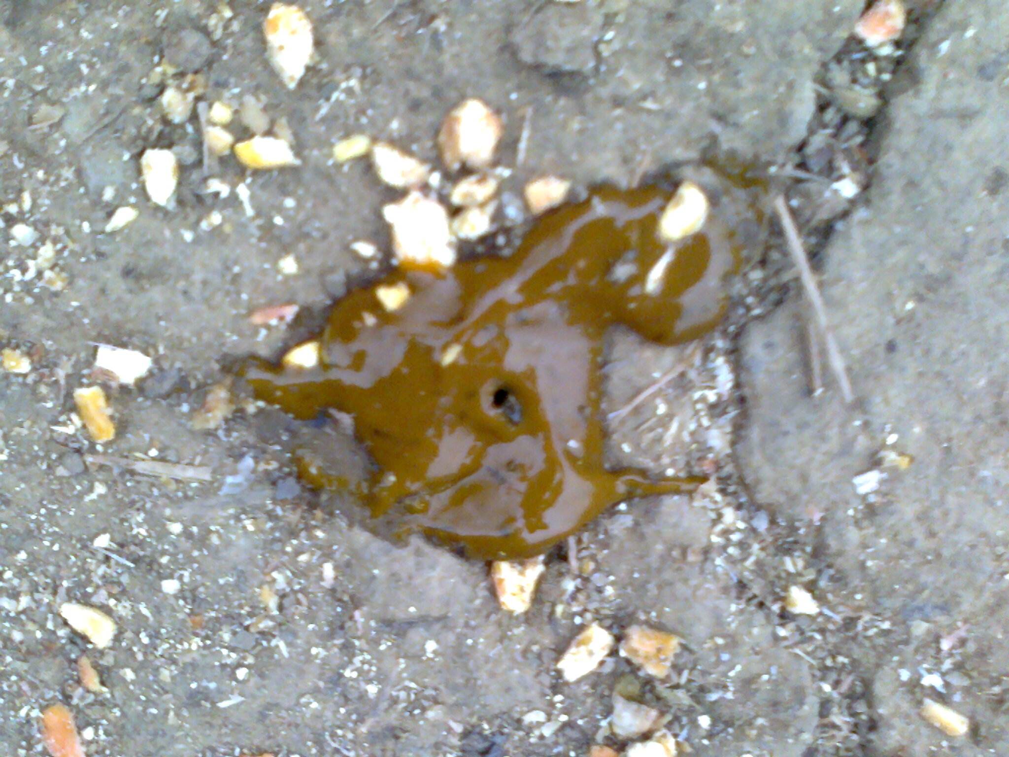 养鸡常识鸡粪是黄色的是什么病,观察鸡粪怎么判断鸡病