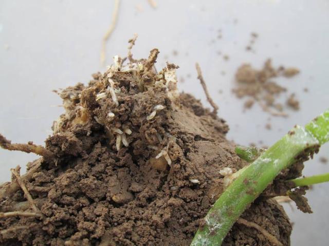 韭菜地里有蛆怎样治,韭菜长韭蛆了应该怎么处理呢