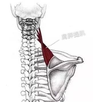 如何瘦脖子和练天鹅颈,脖子短天鹅颈练习正确方法