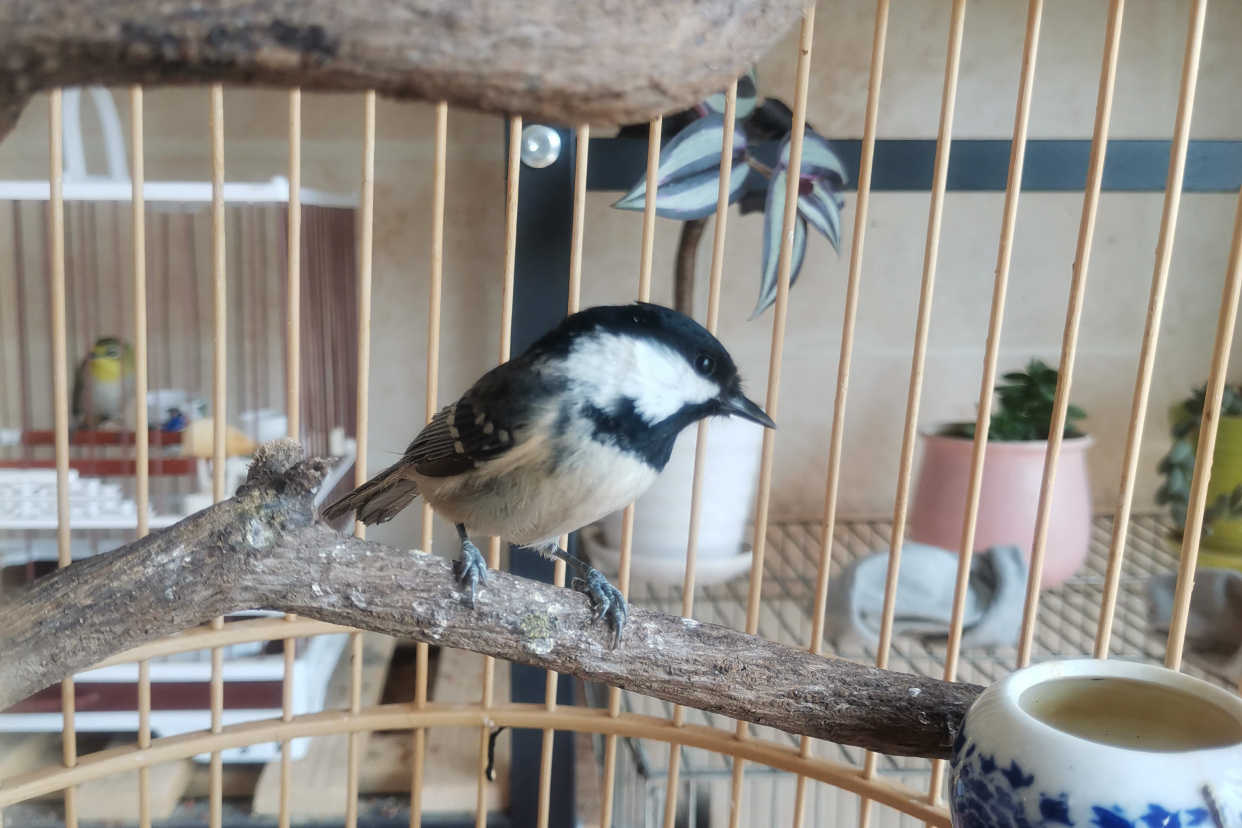 为什么养贝子鸟的多,冬季养贝子鸟的经验