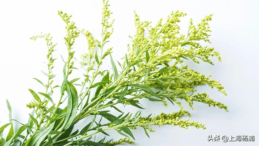 看见黄色花报警,看到这种花立即报警警方紧急提醒