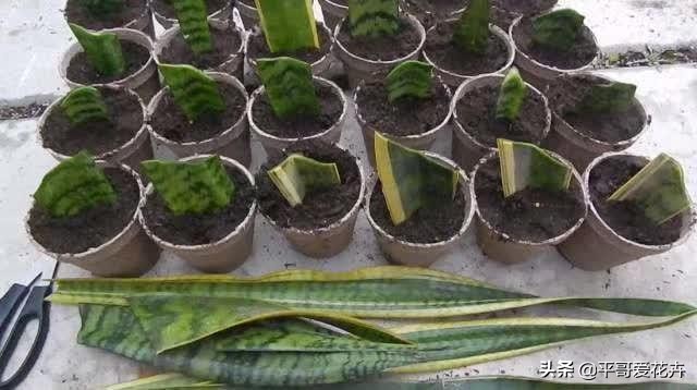 怎么能知道虎皮兰烂根了,虎皮兰烂根怎么处理最好