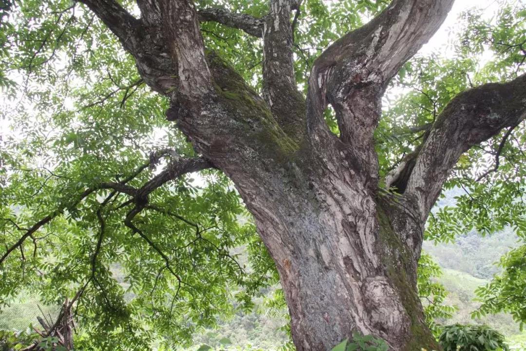 临安山野小核桃,临安高山山核桃