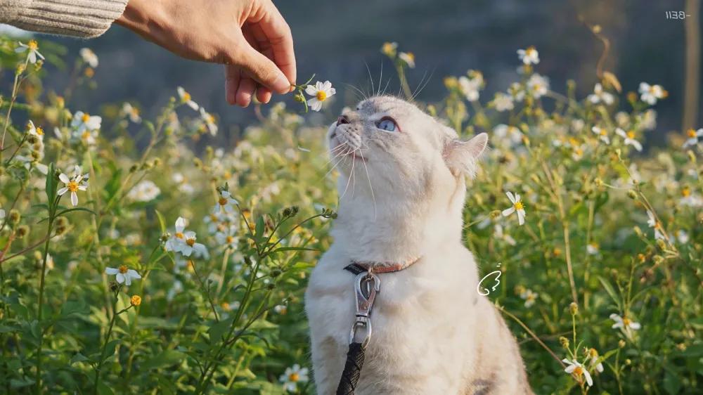 猫咪意外受到重伤怎么治疗,猫咪突发疾病怎么急救