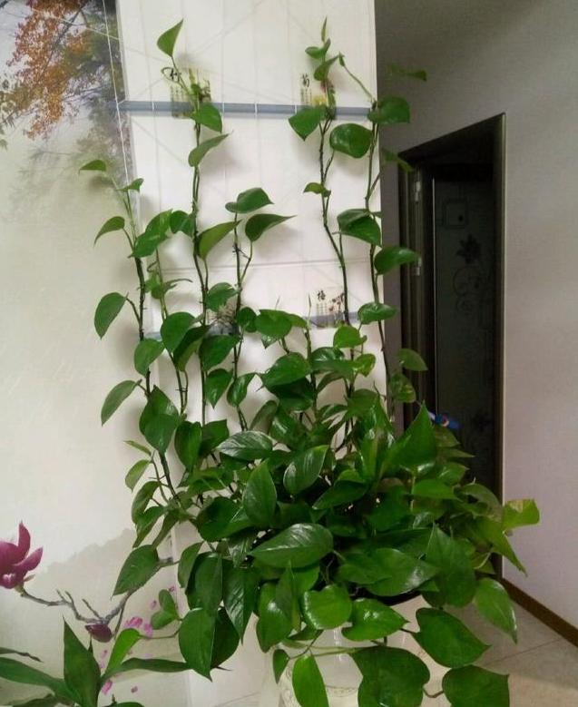 如何让绿萝在鱼缸里面疯长,绿萝的肥料可以放鱼缸里吗