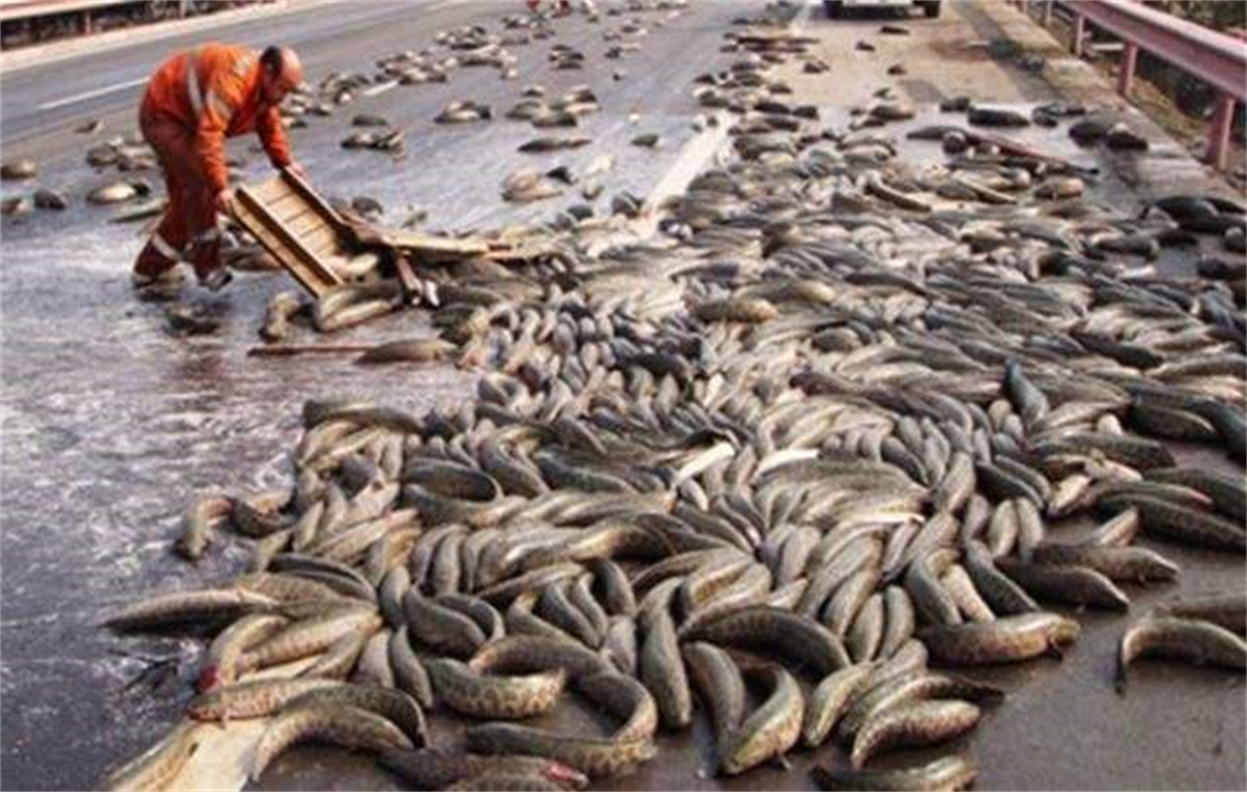 “蛇头鱼”在美国泛滥成灾，花费8亿美元治理，甚至不惜抽干湖水