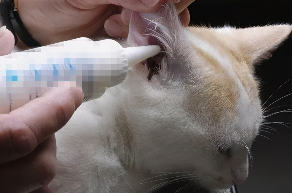 养宠小知识猫咪泪痕怎么去除,如何给猫咪除耳螨泪痕