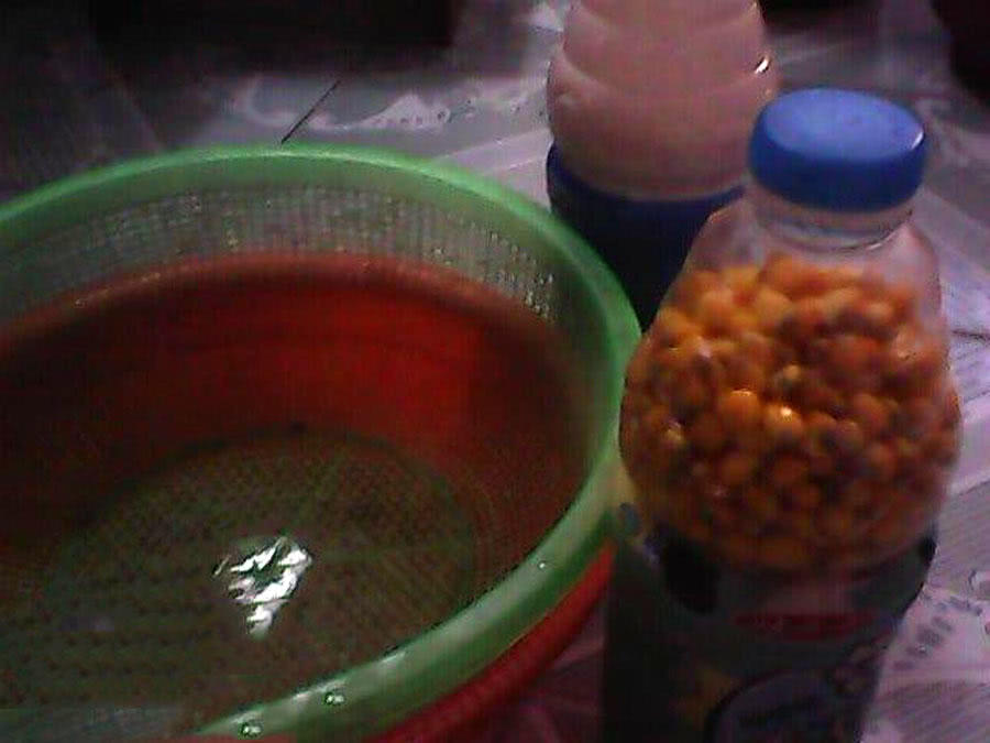 用玉米钓鱼总是空军,为什么用玉米老是钓鲤鱼