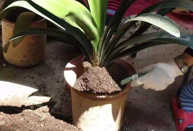 绿萝君子兰的养殖方法,绿萝君子兰怎么养才能更旺盛