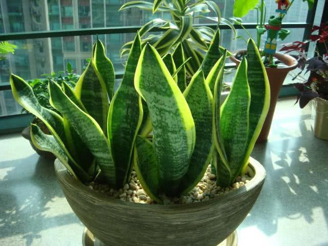 虎皮兰怎么养才能长得更好,虎皮兰怎么养能越长越旺