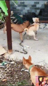 二次元的钱就是好赚,二次元的钱就是这么好赚