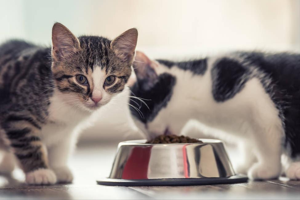 猫咪拉稀怎么办还伴有血,猫咪拉稀怎么办最快的解决方法