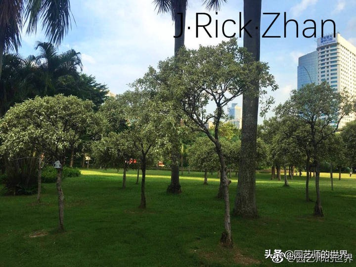 果岭草坪的种植养护方法及技巧,怎么种植一个可以躺的草坪