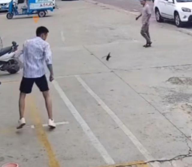 一男子踢飞老鼠,江苏一男子踢飞老鼠