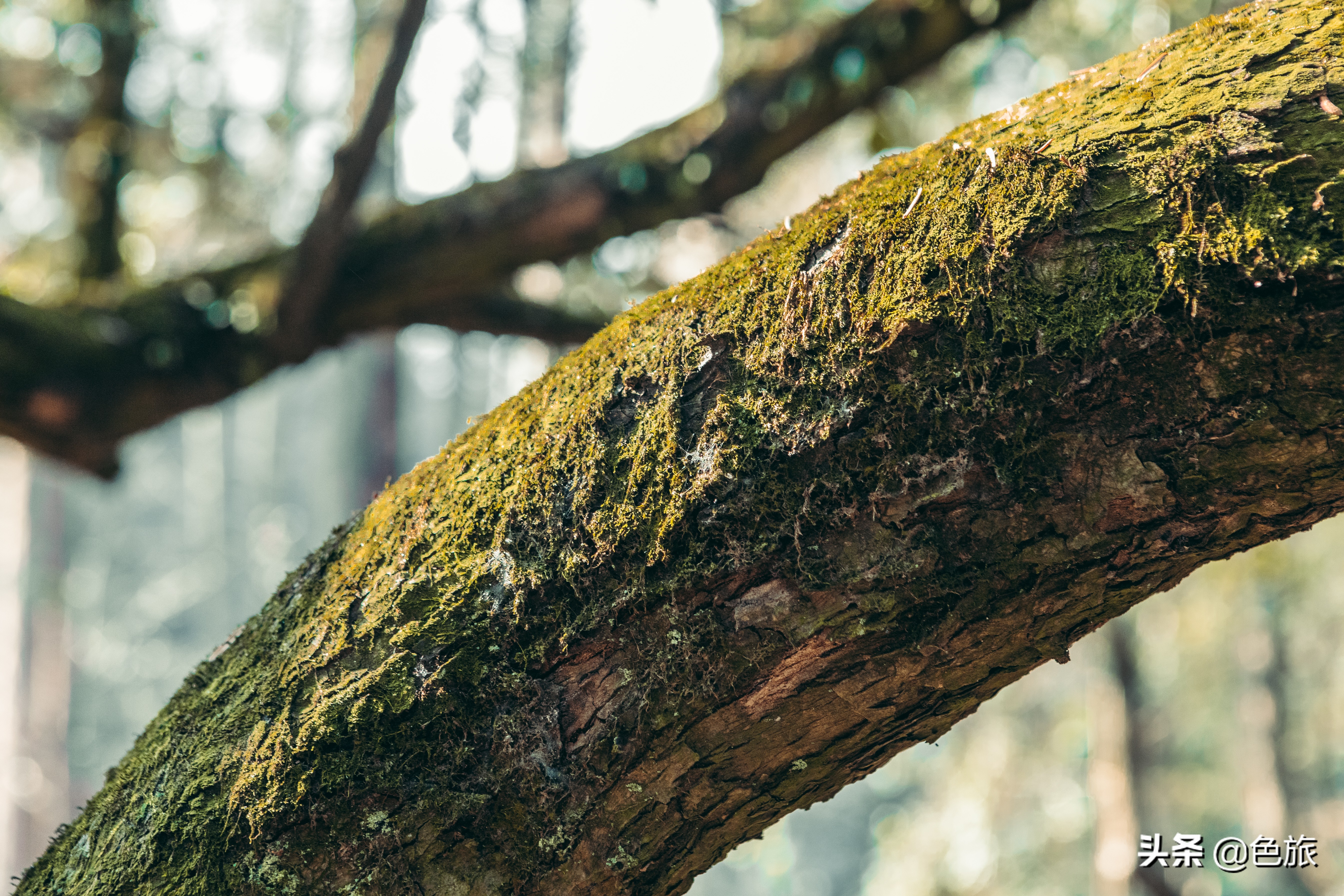 逆水寒游历虎跑梦泉怎么出葫芦,杭州游玩虎跑泉