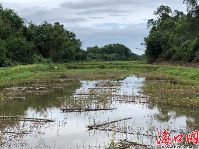 农村致富项目龙虾养殖,龙虾的养殖帮助农民增收