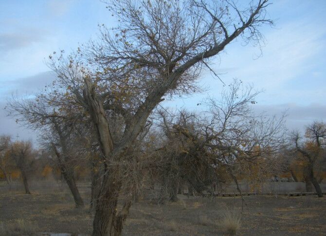 成都到额济纳旗五日游,南京到额济纳旗旅游攻略