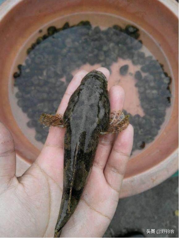 沙塘鳢怎么钓,沙塘鳢什么鱼