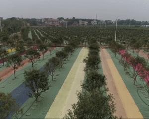 神奇!太平金门有种长在树干上的果子!