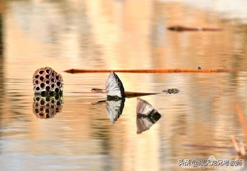 科学活动种子的旅行教案,小种子发芽了科学教案中班
