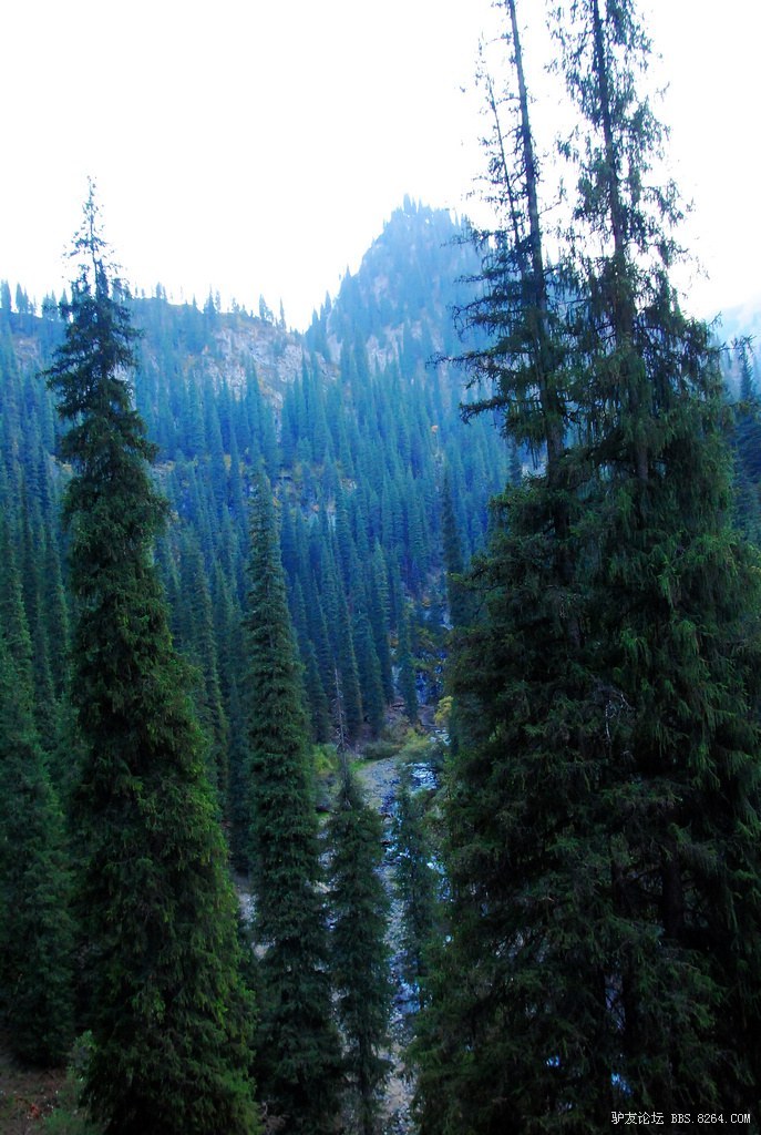 狼c调简谱教唱,狼c