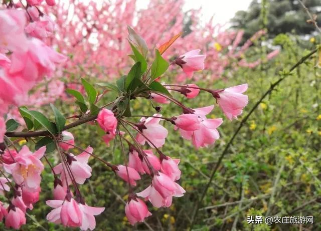 常州金坛溧阳农家乐排行榜,常州潘家徐家农家乐