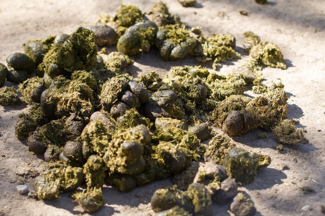 牛拉屎一颗一颗的什么原因,牛拉屎有白脓