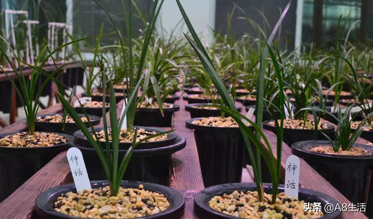 春兰名品兰花,春兰兰花名品图鉴