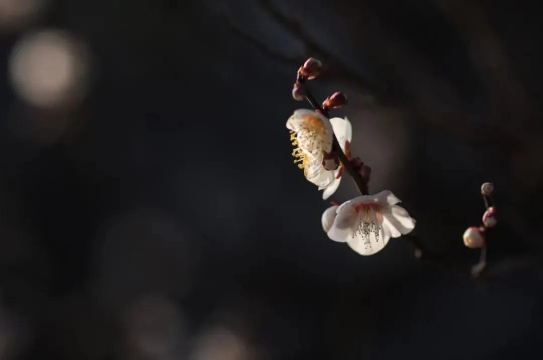 拍梅花技术的技巧和方法,拍梅花的最佳方法