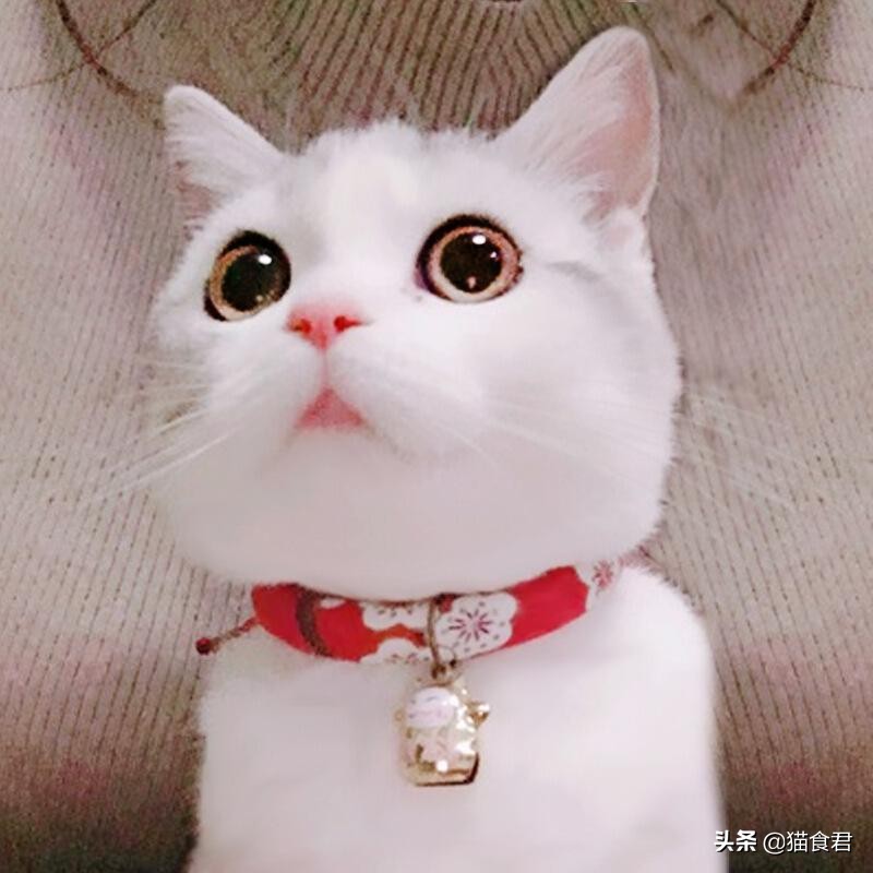 猫咪戴项圈导致脖子坏了怎么办,为什么猫咪不建议戴项圈防丢