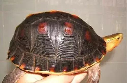 三线闭壳龟和潘氏闭壳龟区别,金头闭壳龟和三线闭壳龟同池