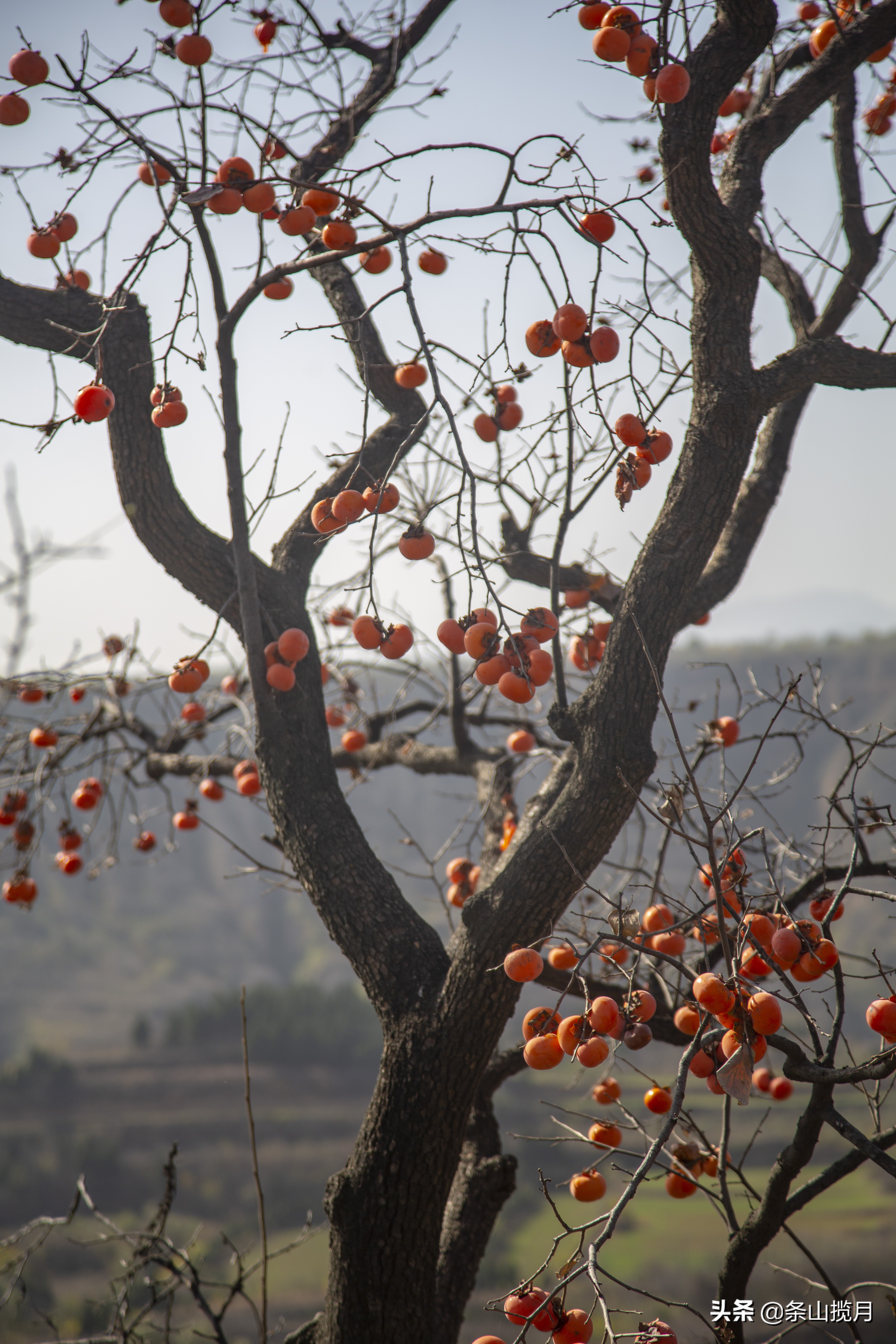 柿子红了记忆中的乡愁,柿子红了的乡愁文案